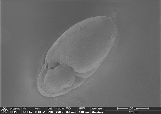 Nonionella miocenica var. stella Cushman & Moyer, 1930
