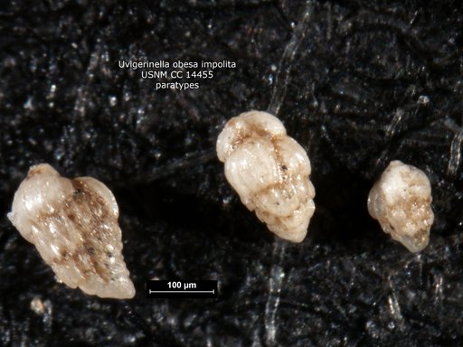 Uvigerinella obesa var. impolita Cushman & Laiming, 1931
