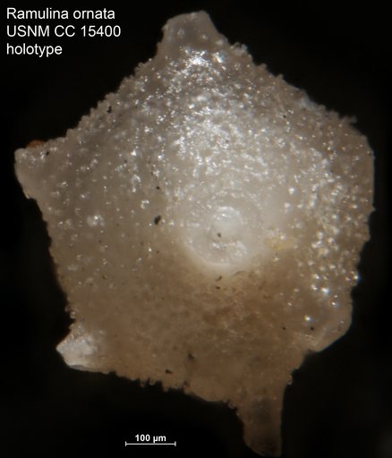 Ramulina ornata Cushman, 1938