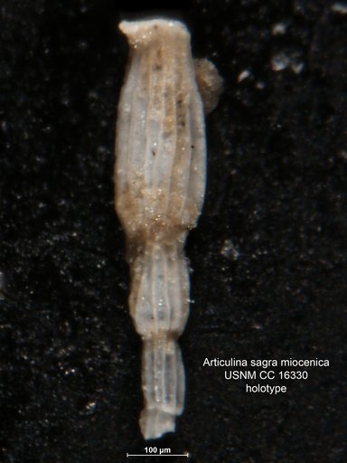 Articulina sagra var. miocenica Cushman & Ponton, 1932