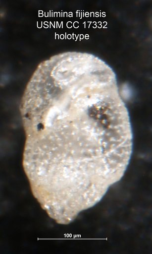Bulimina fijiensis Cushman, 1933