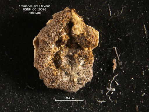 Ammobaculites texana Cushman, 1933