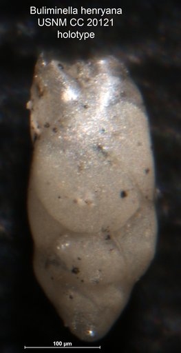 Buliminella henryana Cushman & Kleinpell, 1934