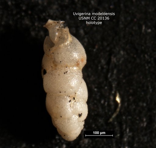 Uvigerina modeloensis Cushman & Kleinpell, 1934