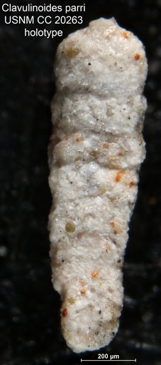 Clavulinoides parri Cushman, 1936