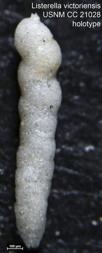 Listerella victoriensis Cushman, 1936