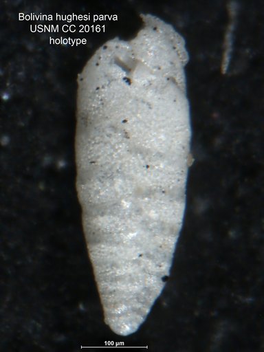 Bolivina hughesi var. parva Cushman & Galliher, 1934