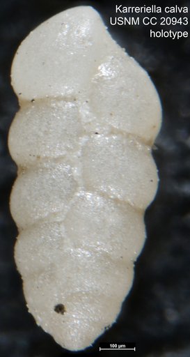 Karreriella calva Cushman, 1936
