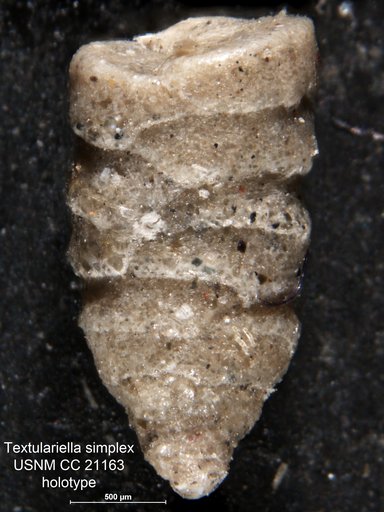 Textulariella simplex Cushman, 1936