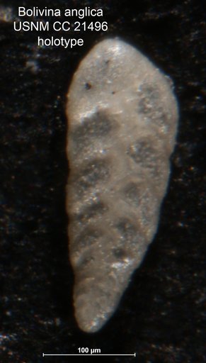 Bolivina anglica Cushman, 1936