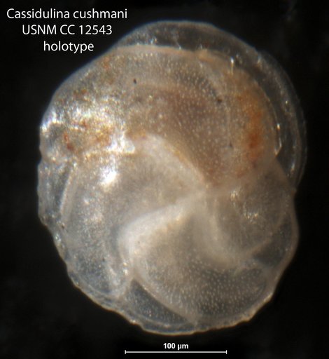 Cassidulina cushmani Stewart & Stewart, 1930