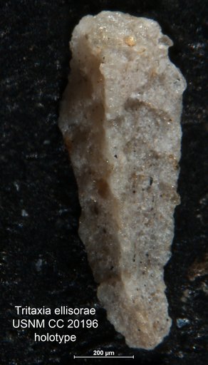 Tritaxia ellisorae Cushman, 1936