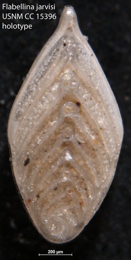 Flabellina jarvisi Cushman, 1935