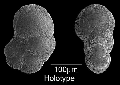 Nonion wilcoxensis Cushman & Ponton, 1932