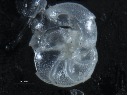 Discorbis subaraucana Cushman, 1922