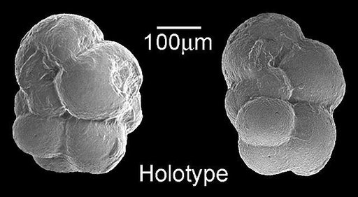 Cassidulina chipolensis Cushman & Ponton, 1932