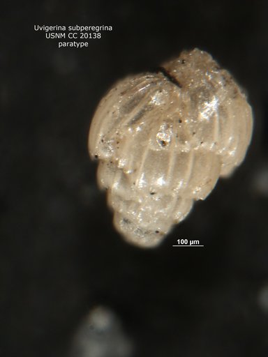 Uvigerina subperegrina Cushman & Kleinpell, 1934