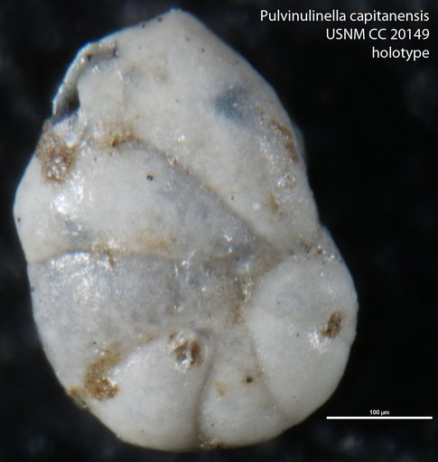 Pulvinulinella capitanensis Cushman & Kleinpell, 1934
