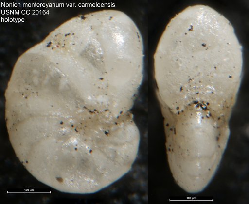Nonion montereyanum var. carmeloensis Cushman & Galliher, 1934