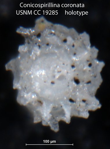 Conicospirillina coronata Cushman, 1933
