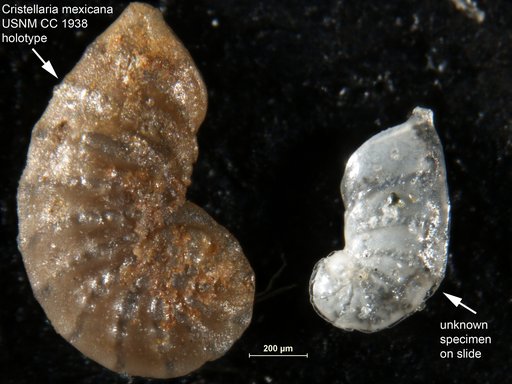 Cristellaria mexicana Cushman, 1925