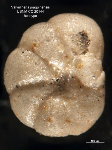 Valvulineria joaquinensis Cushman & Kleinpell, 1934