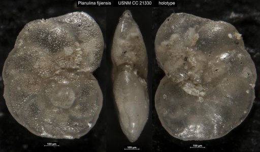 Planulina fijiensis Cushman, 1934