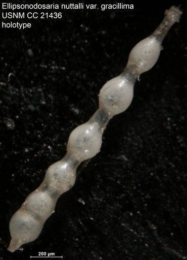 Ellipsonodosaria nuttalli var. gracillima Cushman & Jarvis, 1934