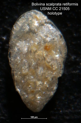 Bolivina scalprata var. retiformis Cushman, 1936