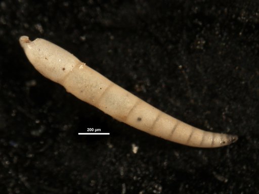 Ellipsonodosaria dentaliniformis Cushman & Jarvis, 1934