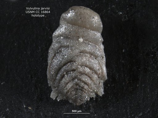 Vulvulina jarvisi Cushman, 1932