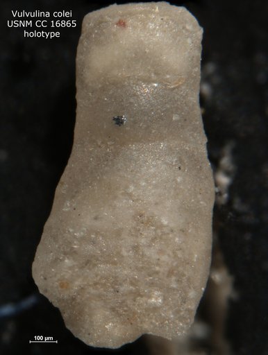 Vulvulina colei Cushman, 1932