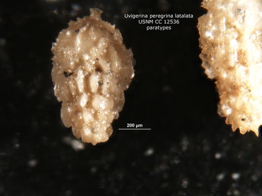Uvigerina peregrina var. latalata Stewart & Stewart, 1930