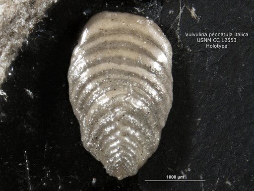 Vulvulina pennatula var. italica Cushman, 1932