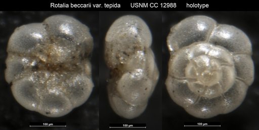Rotalia beccarii var. tepida Cushman, 1926
