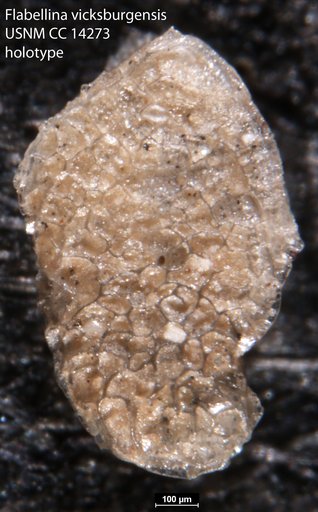 Flabellina vicksburgensis Howe, 1930