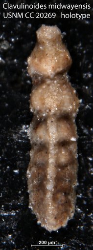 Clavulinoides midwayensis Cushman, 1936
