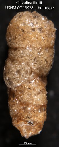 Clavulina flintii Cushman, 1930