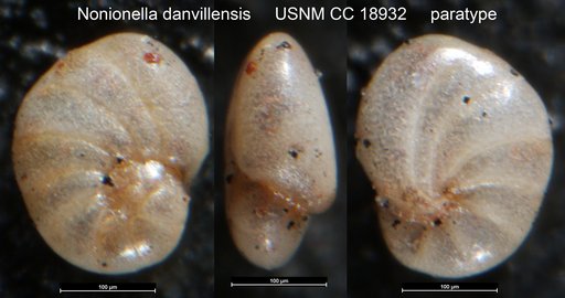Nonionella danvillensis Howe & Wallace, 1932