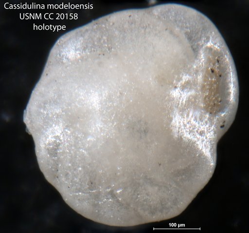 Cassidulina modeloensis Rankin in Cushman & Kleinpell, 1934
