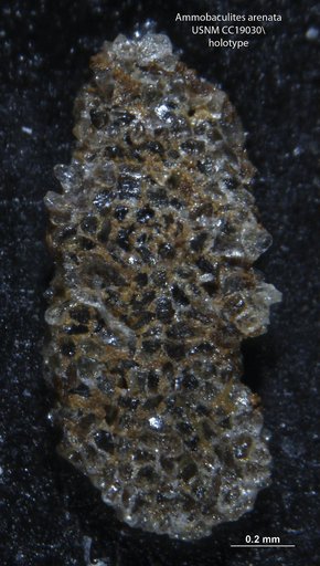 Ammobaculites arenata Cushman, 1933