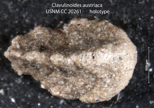 Clavulinoides austriaca Cushman, 1936