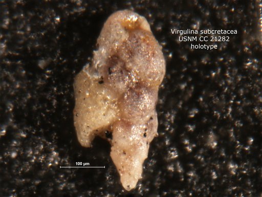 Virgulina subcretacea Cushman, 1936