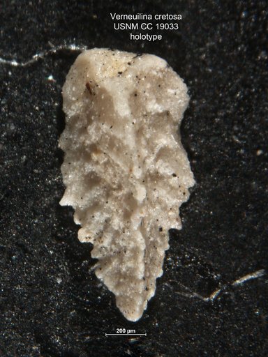 Verneuilina cretosa Cushman, 1933