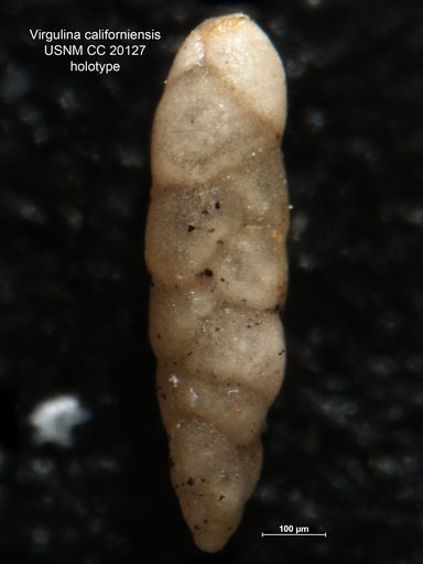 Virgulina californiensis var. ticensis Cushman & Kleinpell, 1934