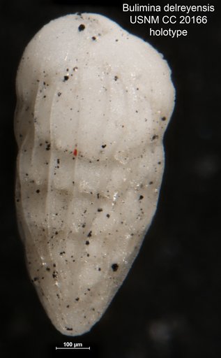 Bulimina delreyensis Cushman & Galliher, 1934