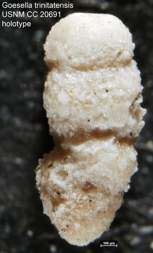 Goesella trinitatensis Cushman, 1936