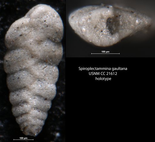 Spiroplectammina gaultana Lalicker, 1935