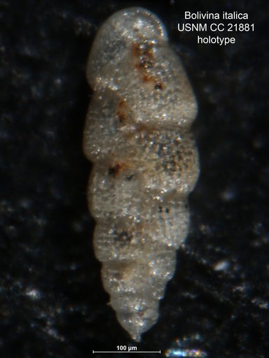 Bolivina italica Cushman, 1936