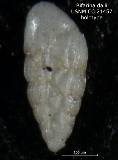 Bifarina dalli Cushman, 1926